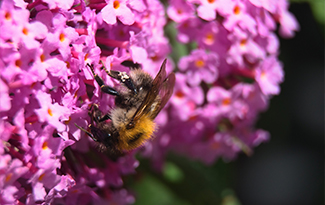 A bumblebee with purple flowers