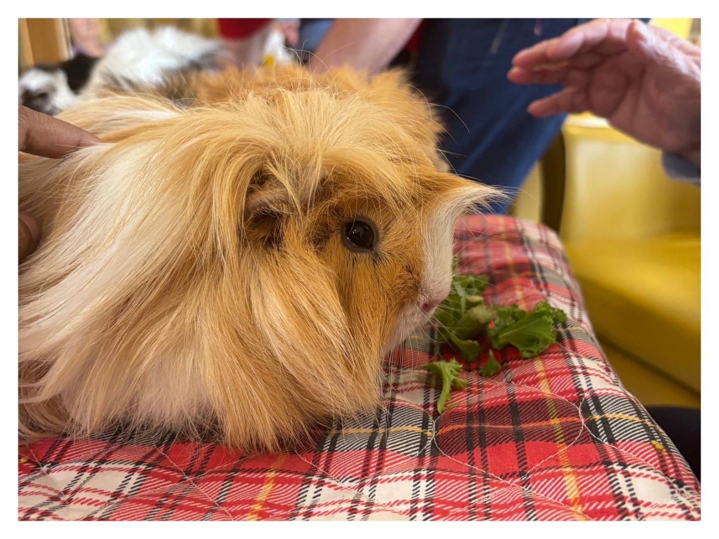 long haired guinea pig used for pet therapy