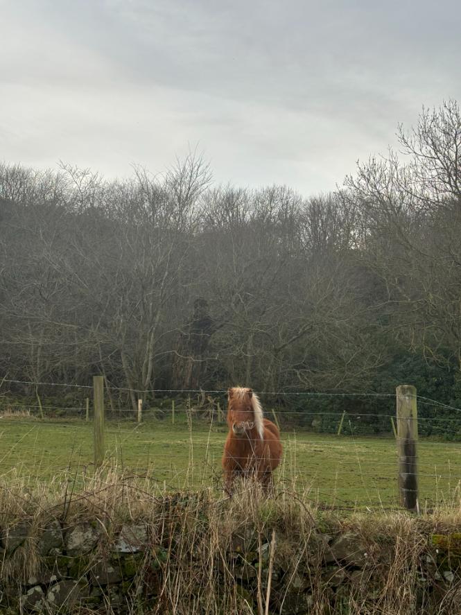 Horse at Craigie's Farm